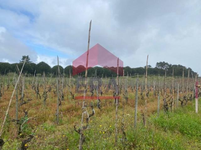 Terrenos Bombarral Bombarral DS96918299