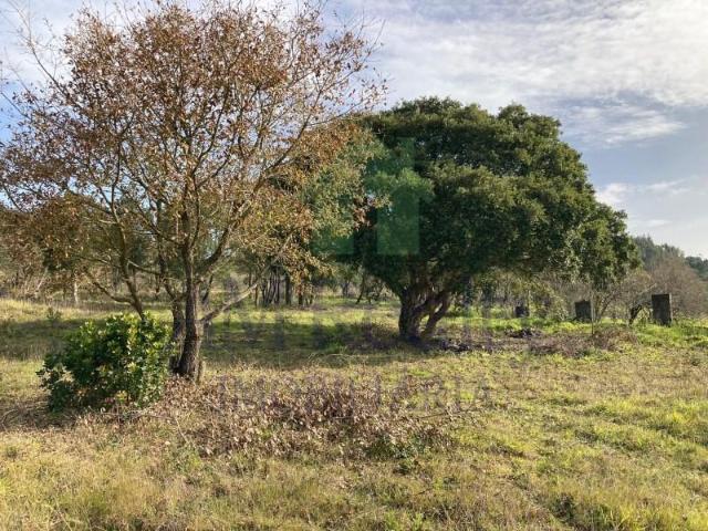 Terrenos Bombarral Bombarral DS98693139