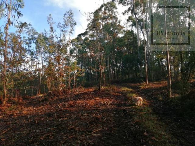 Terrenos Braga Esposende 4740 DLS99506018