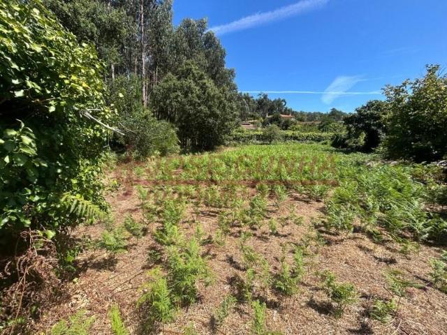 Terrenos Caminha Caminha DS93946959