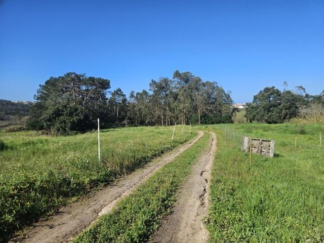 Terrenos Caldas da Rainha Caldas da Rainha DS99802274