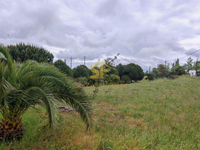Terrenos Castelo Branco Castelo Branco 6000 DLS102204371