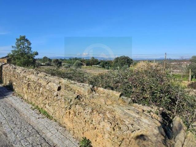 Terrenos Castelo Branco Castelo Branco 6000 DS98394598