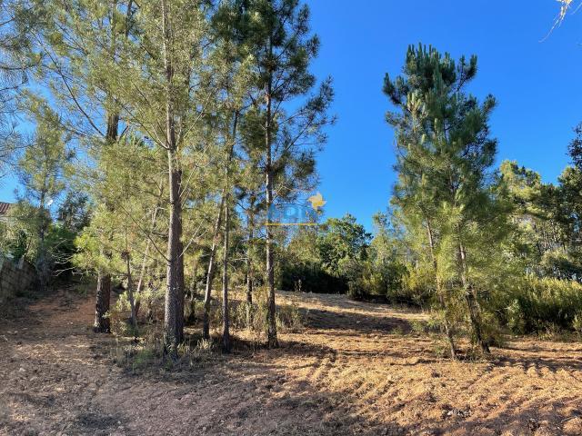 Terrenos Castelo Branco Castelo Branco DLS62514342