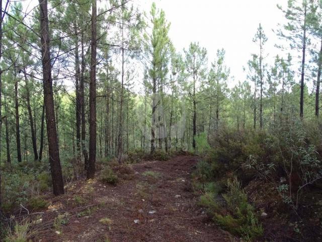 Terrenos Castelo Branco Castelo Branco DLS78384742