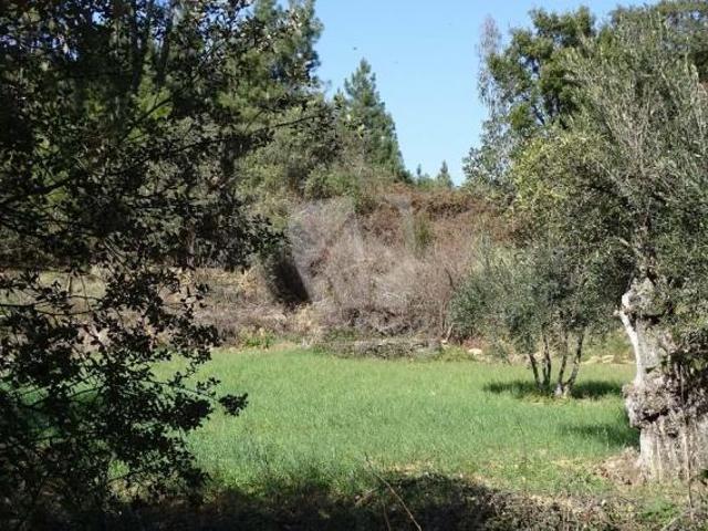 Terrenos Castelo Branco Castelo Branco DLS78384747