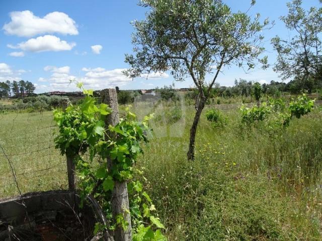 Terrenos Castelo Branco Castelo Branco DLS78384750
