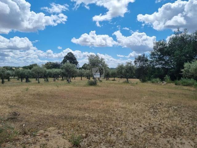 Terrenos Castelo Branco Castelo Branco DLS78384736