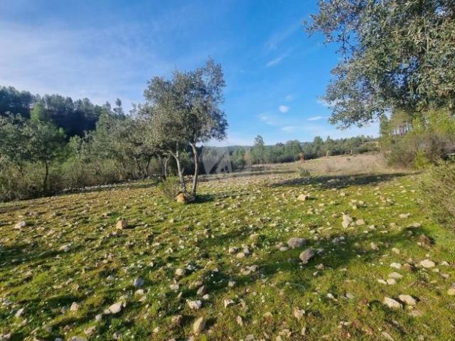 Terrenos Castelo Branco Castelo Branco DLS87318591