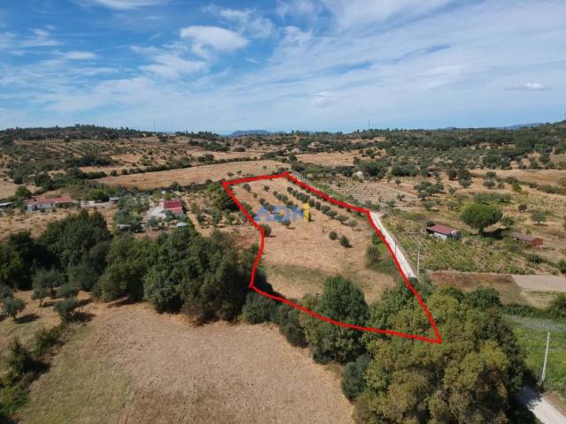 Terrenos Castelo Branco Castelo Branco DLS94720203