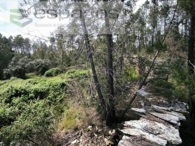 Terrenos Castelo Branco Castelo Branco DLS98050532