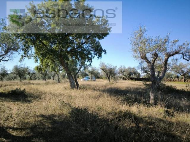 Terrenos Castelo Branco Castelo Branco DLS98017420