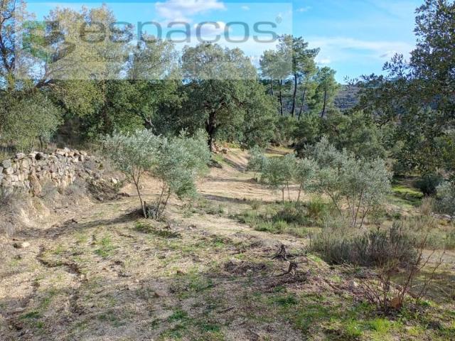 Terrenos Castelo Branco Castelo Branco DLS98332472