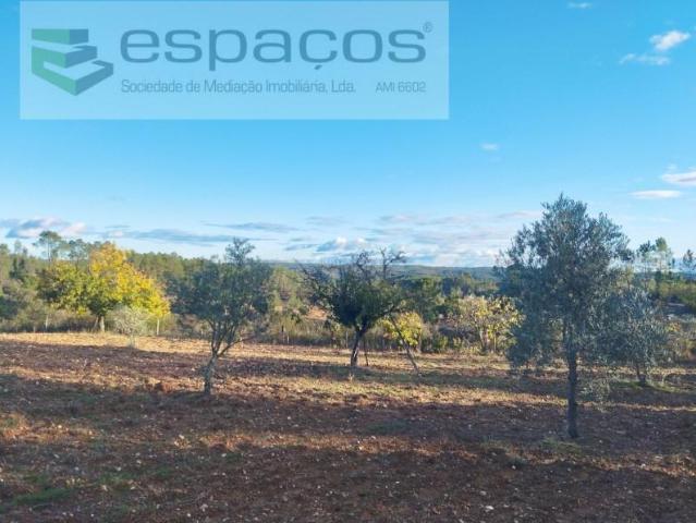 Terrenos Castelo Branco Castelo Branco DLS98794647