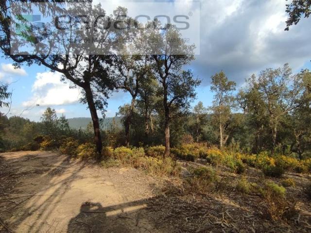 Terrenos Castelo Branco Castelo Branco DLS100098724