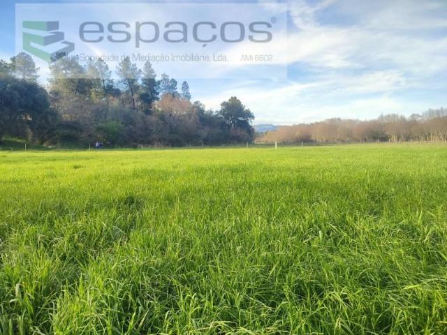 Terrenos Castelo Branco Castelo Branco DS102967034