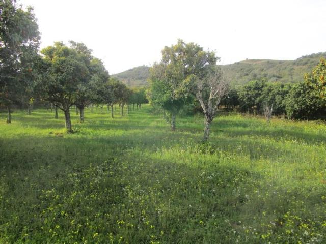 Terrenos Castro Marim Castro Marim DS93457222