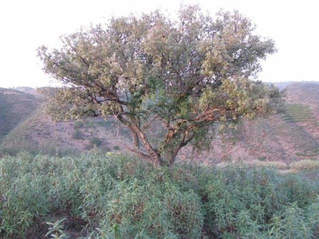 Terrenos Castro Marim Castro Marim DS93725488