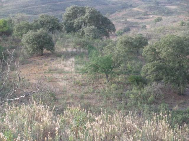 Terrenos Castro Marim Castro Marim DS98024618