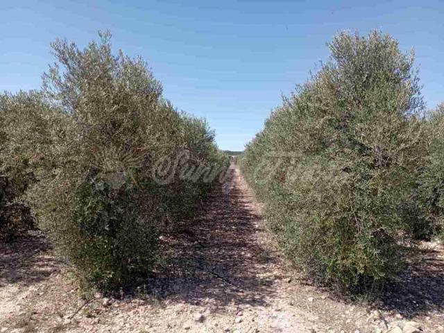 Terrenos Caudete Albacete 77083502