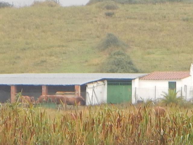 Terrenos Coria Cáceres 78112787