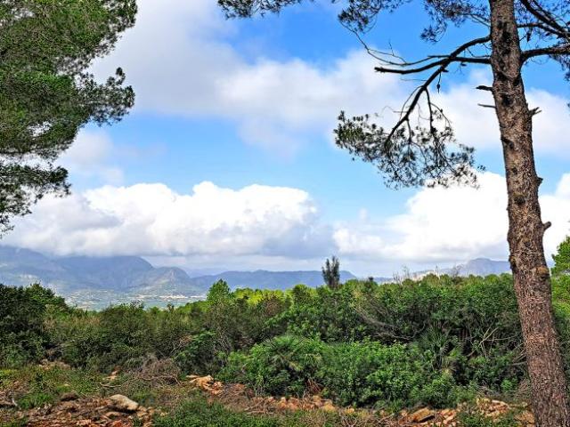 Terrenos Denia Alicante 103798828