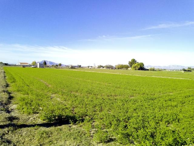 Terrenos Dolores Alicante 99036735
