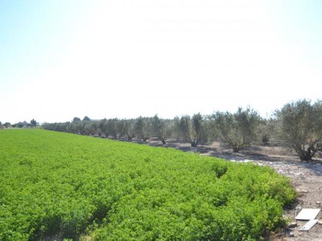 Terrenos Dolores Costa Blanca 83122219