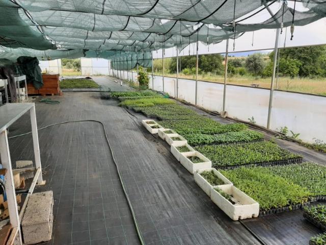 Terrenos e comércio à venda Ladoeiro Idanha a Nova Castelo Branco