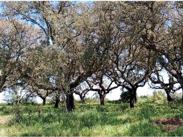 Terrenos Elvas Elvas DS102441762