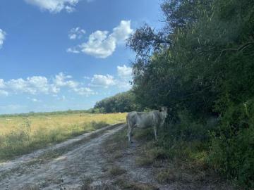 Terrenos en venta Cerralvo 100 hectáreas Para reserva