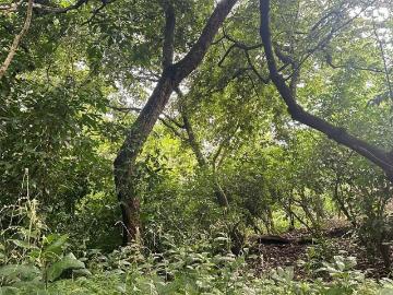 TERRENOS EN VENTA SUCHITLAN