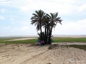 Terrenos en Alameda del Sur San Clemente Pisco