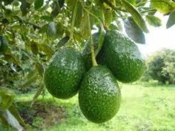 TERRENOS EN OXAPAMPA