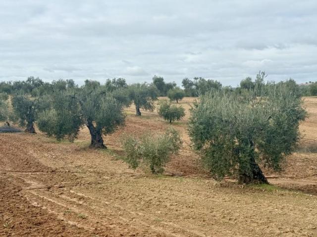 Terrenos Entrín Bajo Badajoz 99223881