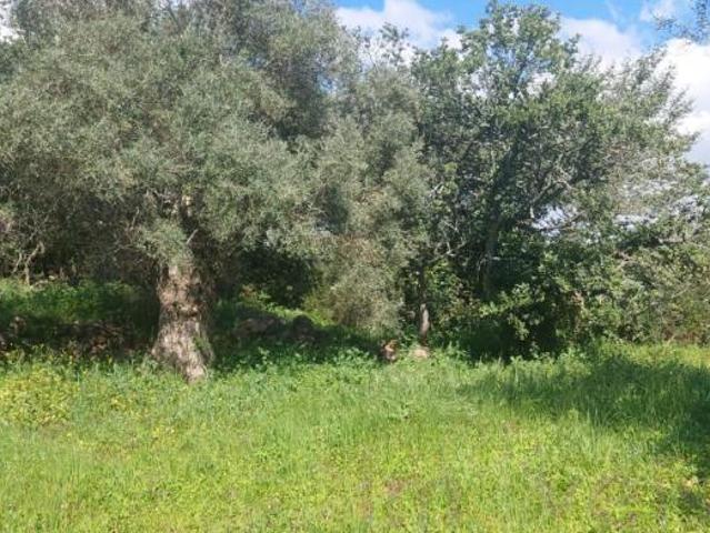 Terrenos Faro Loulé 8100 DS102052356