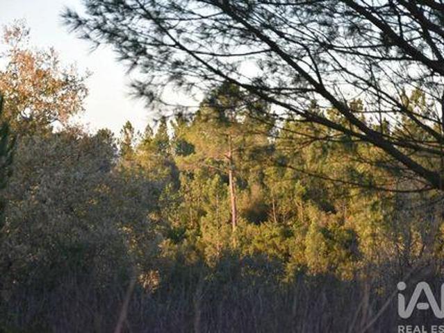 Terrenos Ferreira Do Zezere Santarem DLS99028379