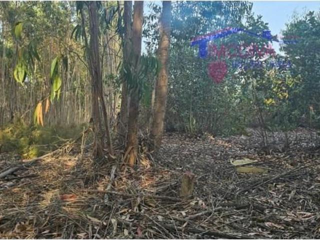 Terrenos Figueiró dos Vinhos Figueiró dos Vinhos DS92130255