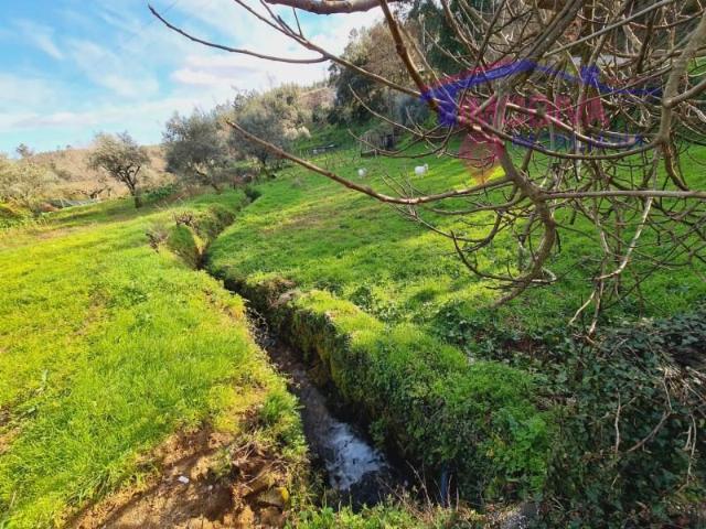 Terrenos Figueiró dos Vinhos Figueiró dos Vinhos DS95984563