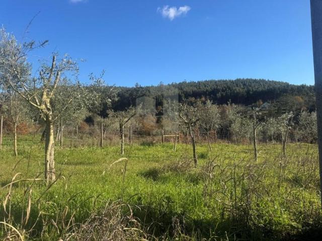 Terrenos Figueiró dos Vinhos Figueiró dos Vinhos DS100127342