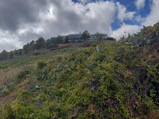 Terrenos Funchal Ilha da Madeira DLS82368584