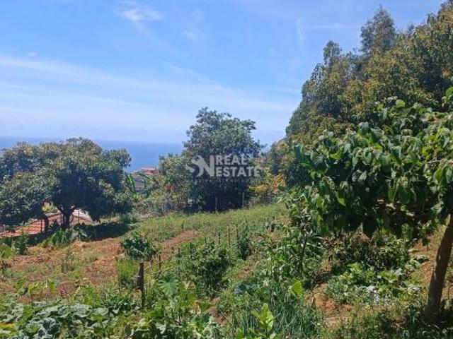 Terrenos Funchal Ilha da Madeira DS85690244