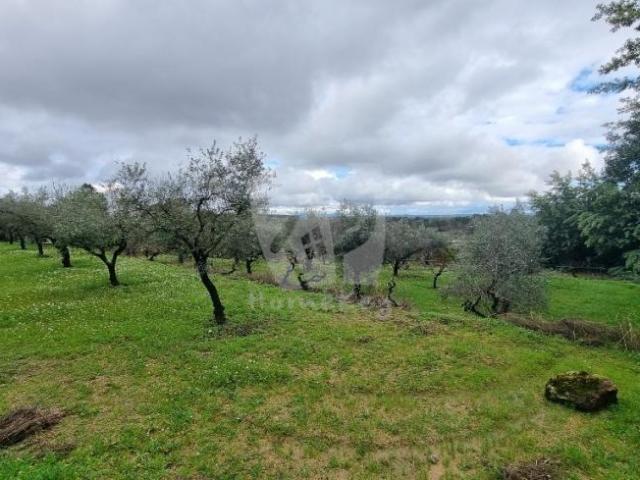 Terrenos Fundão Castelo Branco DS98213843