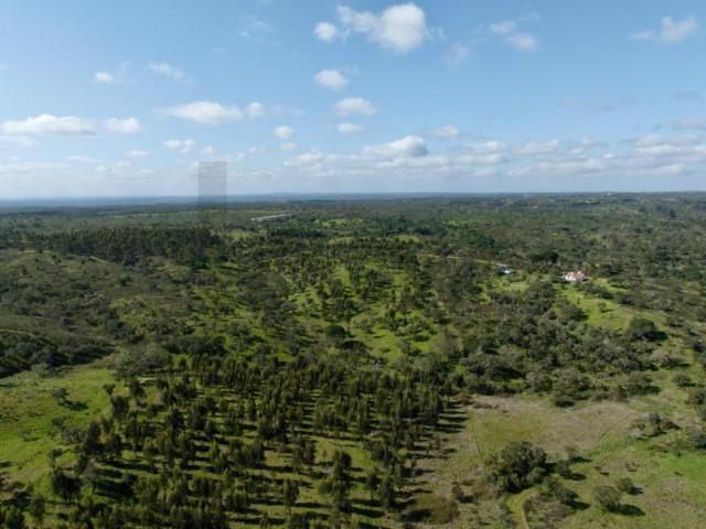 Terrenos Grândola Grândola DS100256668
