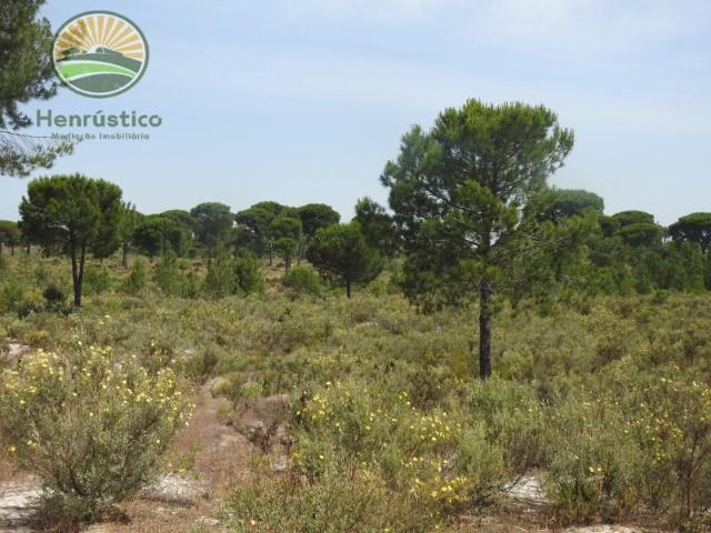Terrenos Grândola Grândola DS100328760