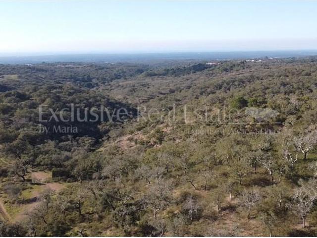 Terrenos Grândola Grândola DS100468487