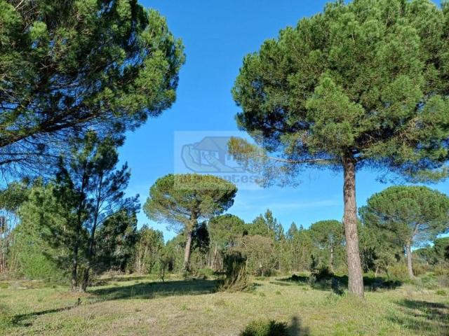 Terrenos Grândola Grândola DS100776763