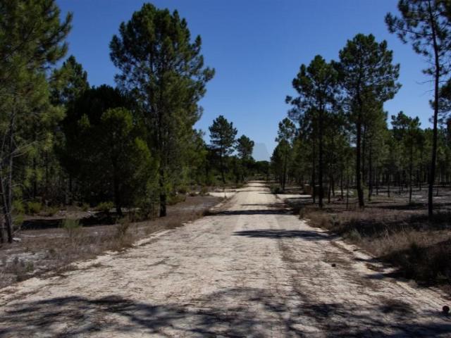 Terrenos Grândola Grândola DS99343871