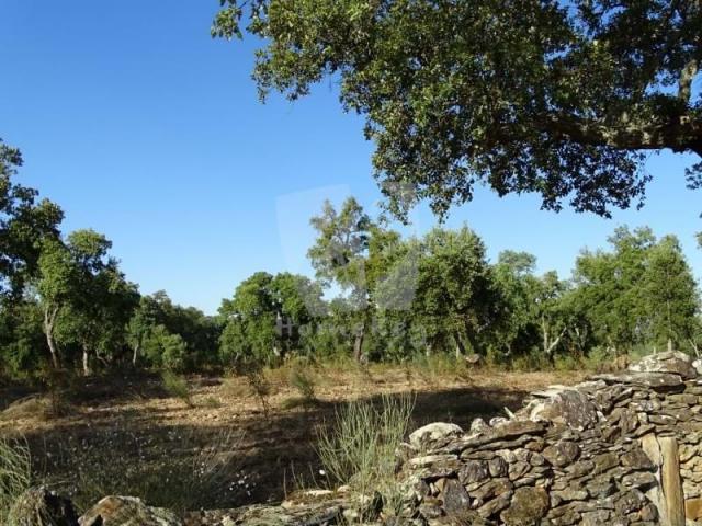 Terrenos Idanha Castelo Branco DLS78384745