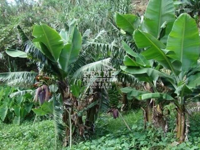 Terrenos Ilha da Madeira West DLS101398902